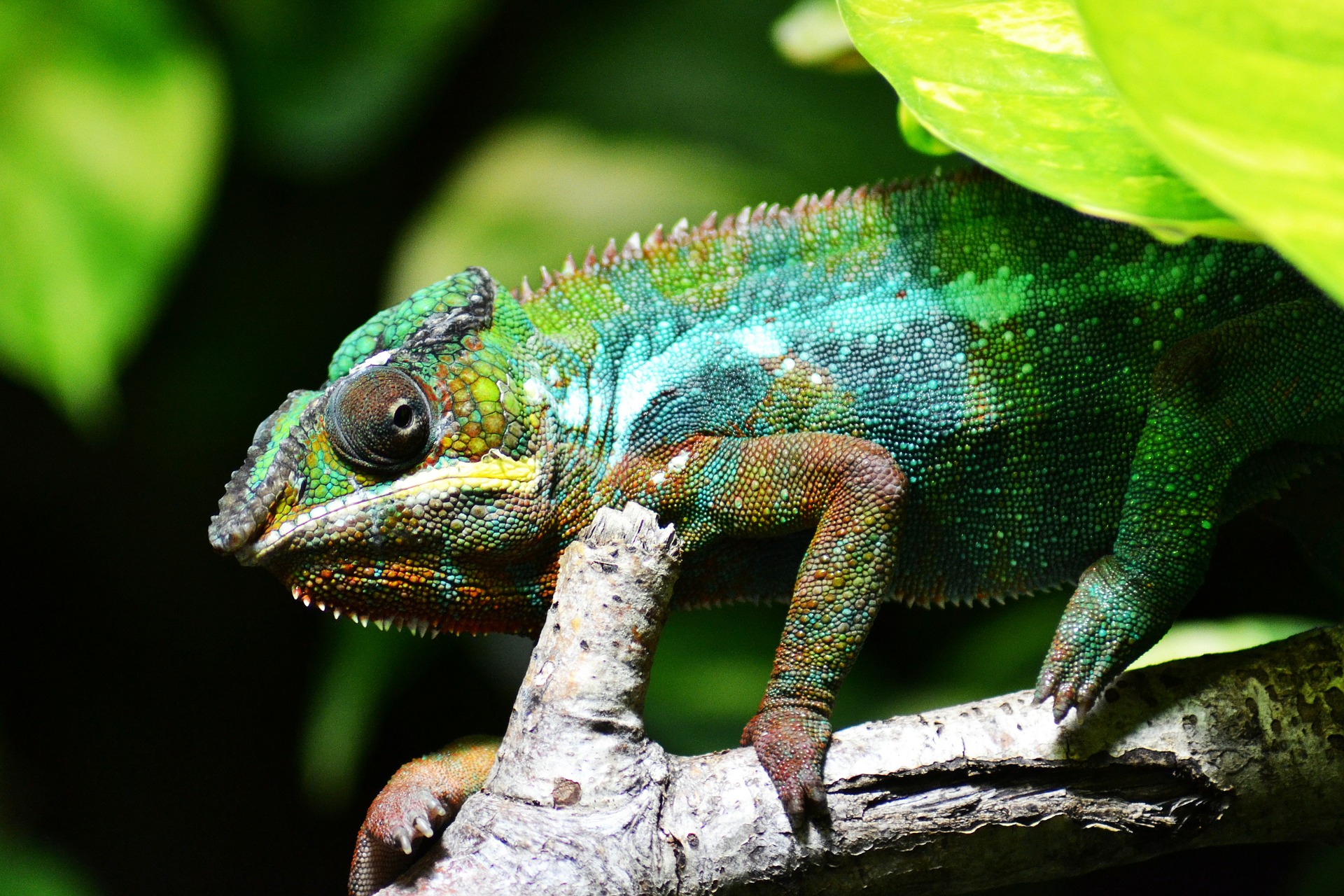 The Corporate Chameleon