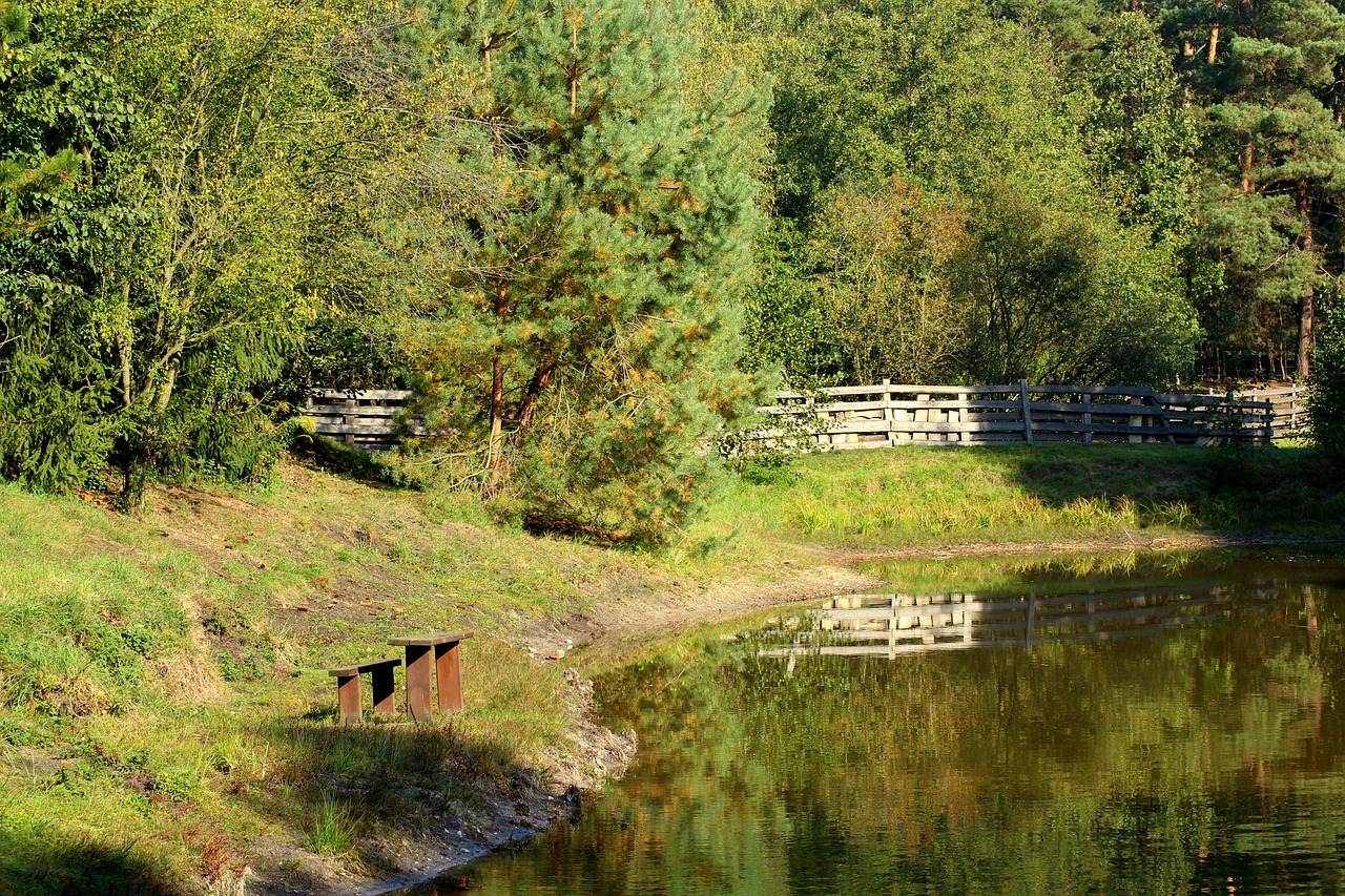 forest-3737720_1280